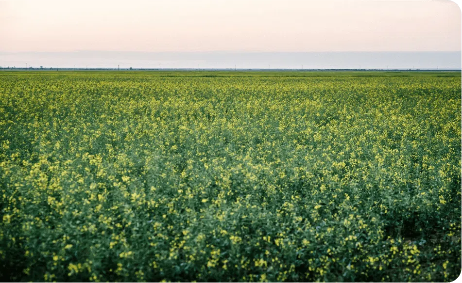 AGRICULTURA REGENERATIVA Y TECNOLOGIA DE VANGUARDIA